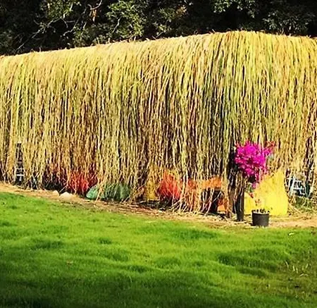 Bodrum Masali Кемпинг Гюмюшлюк